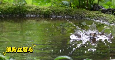 雨林里的小確幸｜“飄?！钡镍B塘