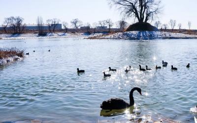 千羽齊飛醉青城