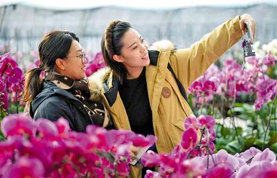 蝴蝶蘭開迎新春