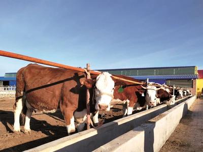 阿魯科爾沁旗：庭院“土特產(chǎn)”撬動(dòng)鄉(xiāng)村“大振興”