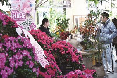 百花爭春 年味漸濃