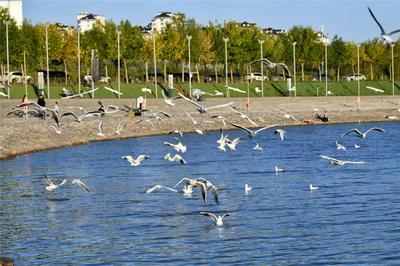 烏海市公布2026年十大民生實事