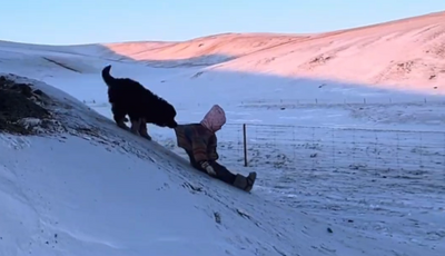 蒙古獒在身后咬拽衣服 擔(dān)心小主人滑落