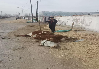 人保財險內蒙古分公司：新春暖服務?守護團圓路