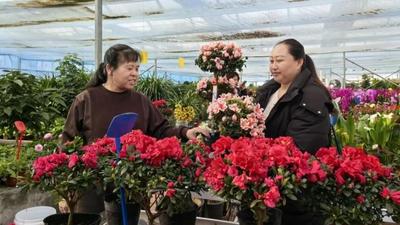 口岸年味濃 鮮花俏新春 二連浩特市年宵花市場持續(xù)升溫 | 我們的節(jié)日·春節(jié)
