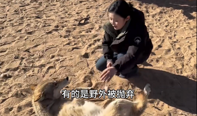浙江95后姑娘在內(nèi)蒙古與狼同行