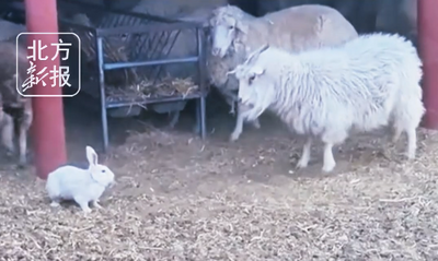 小白兔與山羊當(dāng)眾干架……