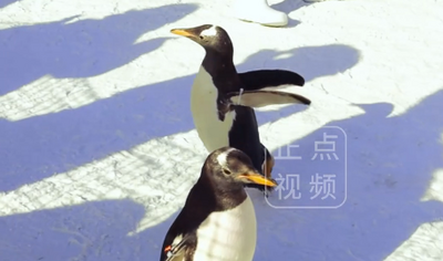 冰雪節(jié)的企鵝到馬鬃山滑雪場(chǎng)萌翻全場(chǎng)
