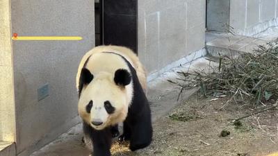 新春走基層丨熊貓來(lái)了