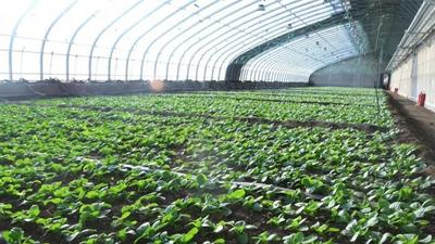 市民“菜籃子”有保障！賽烏素嘎查大棚蔬菜新鮮上市