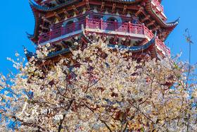 早春的KPI，花海等你来！