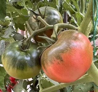 首次破千！赤峰市優(yōu)質(zhì)農(nóng)畜產(chǎn)品認(rèn)證總數(shù)已超1200個(gè)