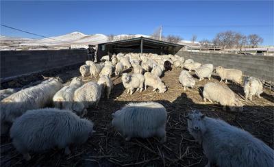 從“傳統(tǒng)放牧”到“高效圈養(yǎng)”：巴林右旗織就生態(tài)富民新圖景