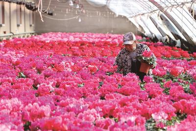 “小花卉”成致富“大產業(yè)”