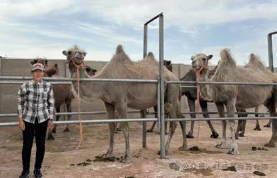 牧民變主播 蘇尼特草原好物“觸網(wǎng)”出圈