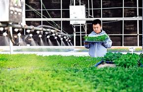 大棚育苗備春耕