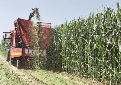 土右旗：深耕“三農(nóng)三牧” 繪鄉(xiāng)村振興新圖景