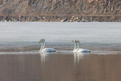 巴林左旗：北遷候鳥如約而至，共赴一場春日生態(tài)之約