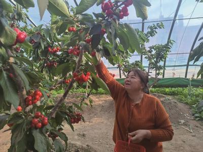 設(shè)施櫻桃迎來上市季