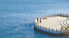 候鳥舞翩躚 生態(tài)美如畫