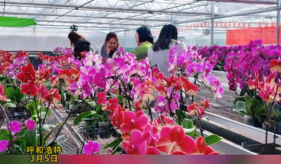 呼和浩特市新城區(qū)塔利村 巧手做盆栽 花香迎“三八”