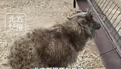 山羊被困閥門井53天奇跡生還