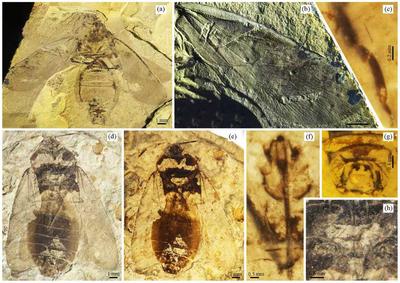 寧城縣發(fā)現(xiàn)1.65億年前蝽類化石新物種 揭示昆蟲翅脈“百變”的進化史