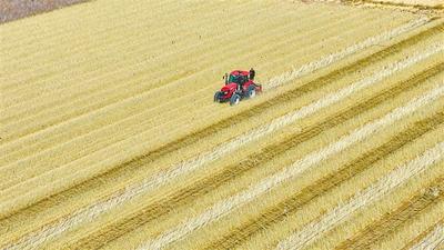 種苗供應(yīng)提質(zhì)升級