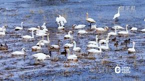 瞰中國｜內(nèi)蒙古準(zhǔn)格爾旗：春回大地 候鳥翔集