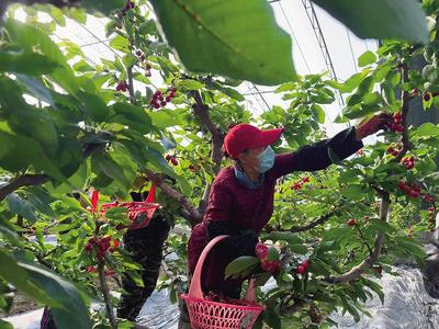 特色種植 “紅果果”變“金果果”