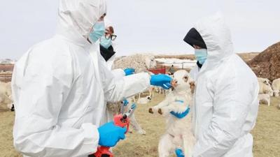 一枚耳標(biāo)串起產(chǎn)業(yè)鏈 呼倫貝爾讓傳統(tǒng)牧業(yè)“跑”向升級(jí)