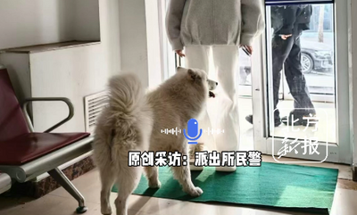錫林北路派出所民警聯(lián)動社區(qū)愛心接力幫走失薩摩耶回家