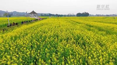 好夢(mèng)幻！看油菜花開(kāi)美若海