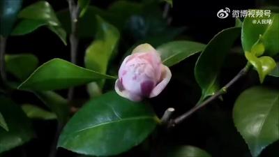 延時看山茶花溫柔綻放