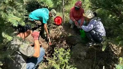 賀蘭山野生食用菌馴化成功！“林菇共育”研究邁出關(guān)鍵一步