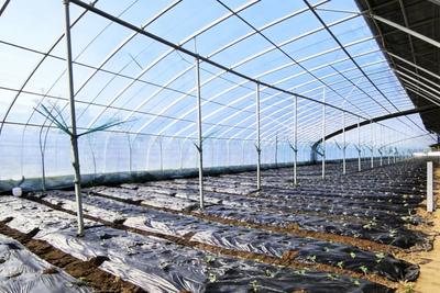 集寧區(qū)：大棚育新苗 致富好“錢”景