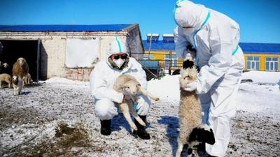 春牧啟新程！呼倫貝爾預(yù)計(jì)春季接羔450萬頭只