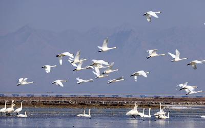 候鳥(niǎo)北歸幾字彎