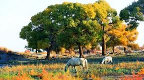 跨越山河的握手～額濟納在濟南許你“四季皆歡”