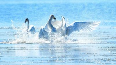 視聽 | 翩躚歸鳥入畫來！