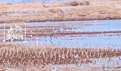 田間地頭現(xiàn)“水鳥翔集”生態(tài)美景