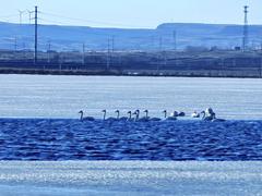 天鹅“做客”集宁区泉玉岭水库