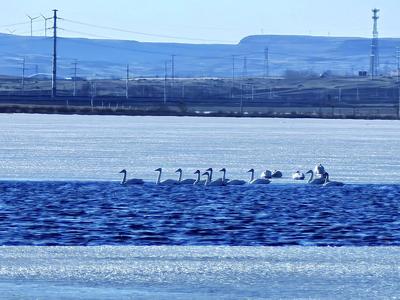 天鵝“做客”集寧區(qū)泉玉嶺水庫(kù)