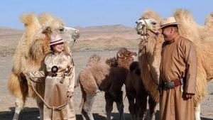 镜见·多彩阿拉善丨驼影·驼韵·驼乡情