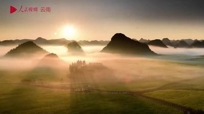 云南羅平近百萬畝油菜花綻放 金色花海醉游人