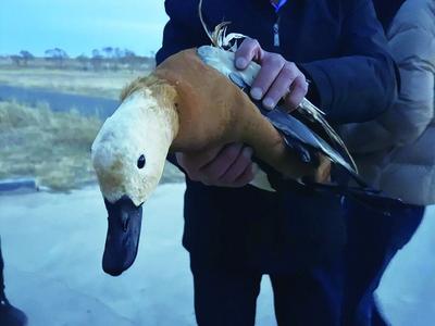 守護(hù)野生生靈 烏蘭察布這支救援隊(duì)接連完成救助任務(wù)