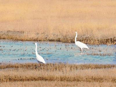 2026烏海觀鳥文化嘉年華活動(dòng)舉辦    “生態(tài)+文旅”擦亮“沙漠看?！背鞘忻? title=