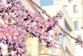 春日盛 桃花開(kāi)