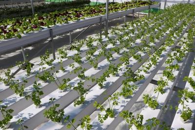 太仆寺旗“菜籃子+果盤子”助力鄉(xiāng)村振興