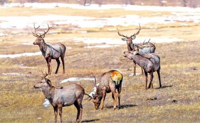 野生馬鹿 踏春覓食